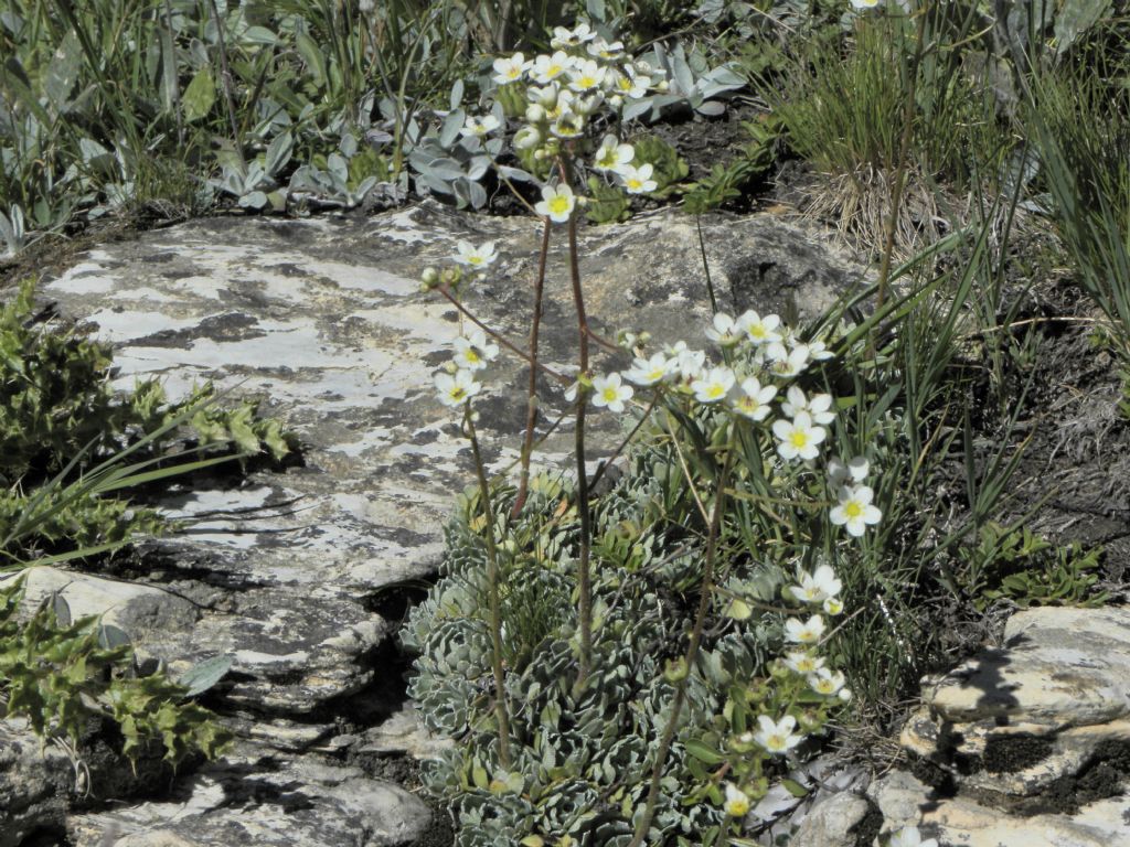 Saxifraga paniculata